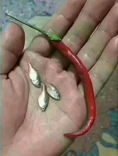 一塊錢買三條魚